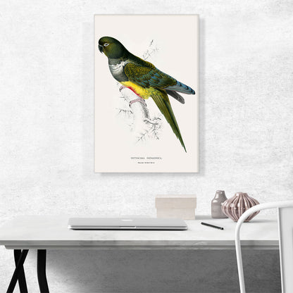 Patagonian Parakeet Macaw 1832