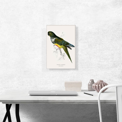 Patagonian Parakeet Macaw 1832