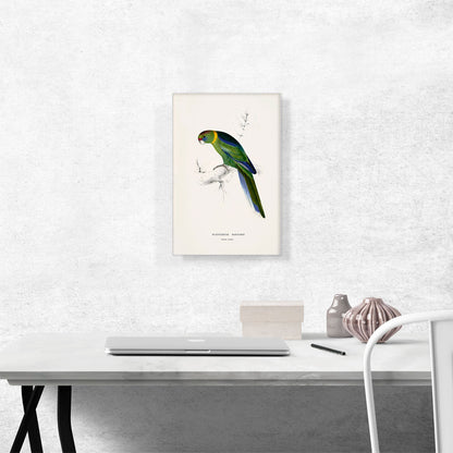 Barnard's Parakeet