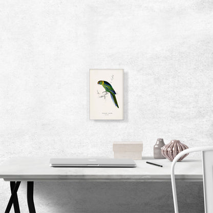 Barnard's Parakeet