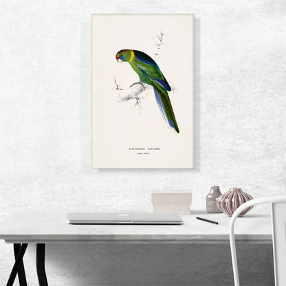Barnard's Parakeet