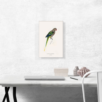 Pigeon Parakeet
