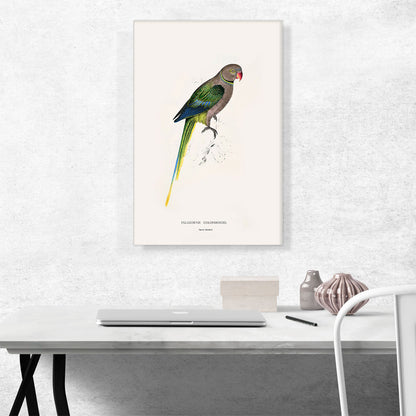 Pigeon Parakeet