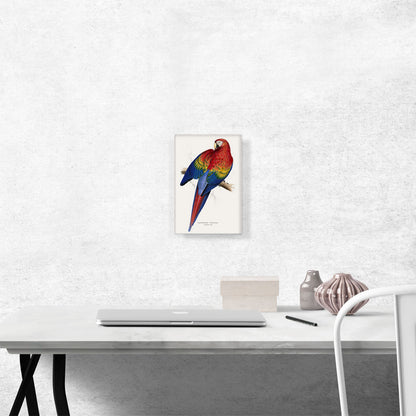 Red And Yellow Macaw 1830