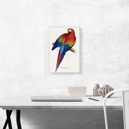 Red And Yellow Macaw 1830