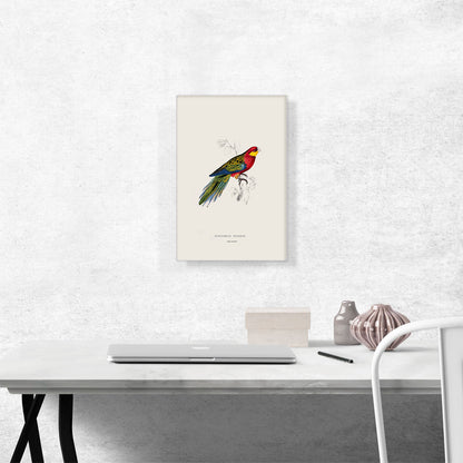 Red Yellow Blue Stanley Parakeet