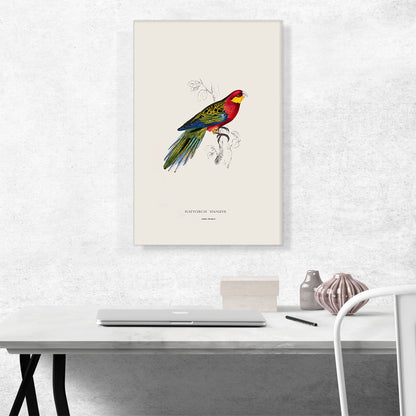 Red Yellow Blue Stanley Parakeet
