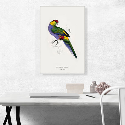 Red-Capped Parakeet