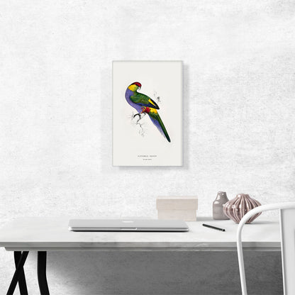 Red-Capped Parakeet
