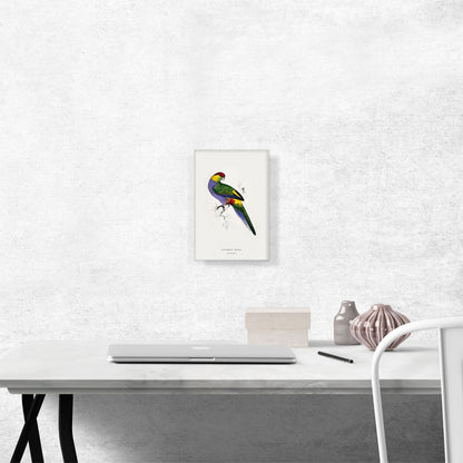 Red-Capped Parakeet