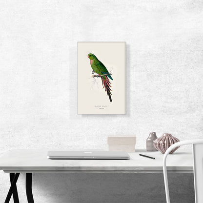 Roseate Parakeet