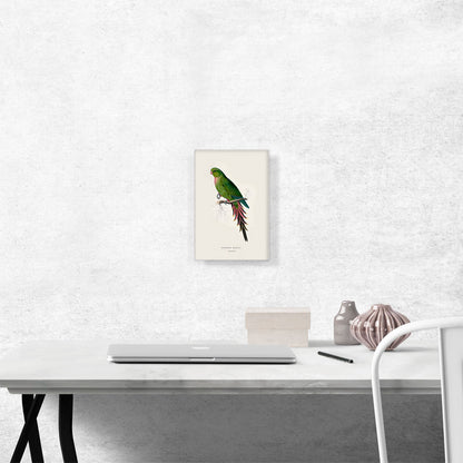 Roseate Parakeet