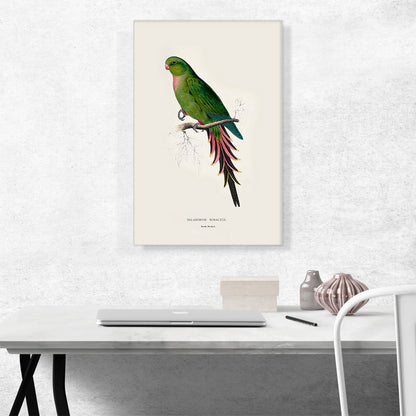 Roseate Parakeet