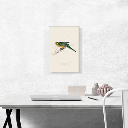 Stanley Parakeet