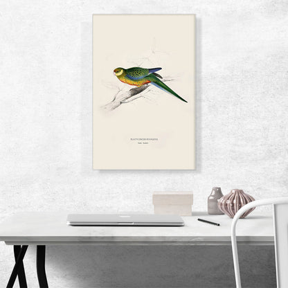 Stanley Parakeet