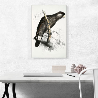 Baudin's Cockatoo