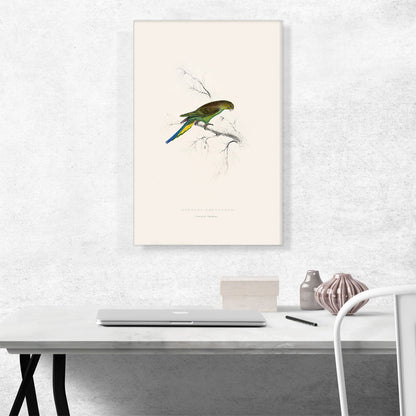 Undulated Parakeet 1832