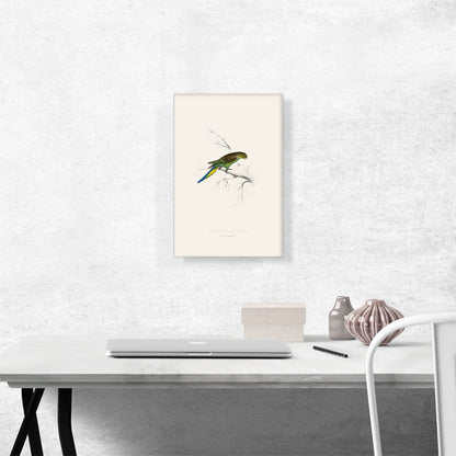 Undulated Parakeet 1832
