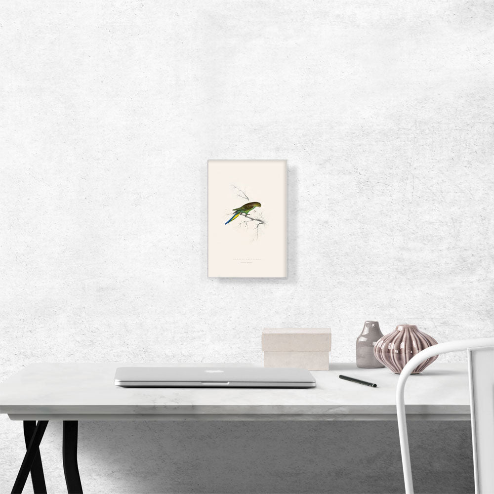 Undulated Parakeet 1832