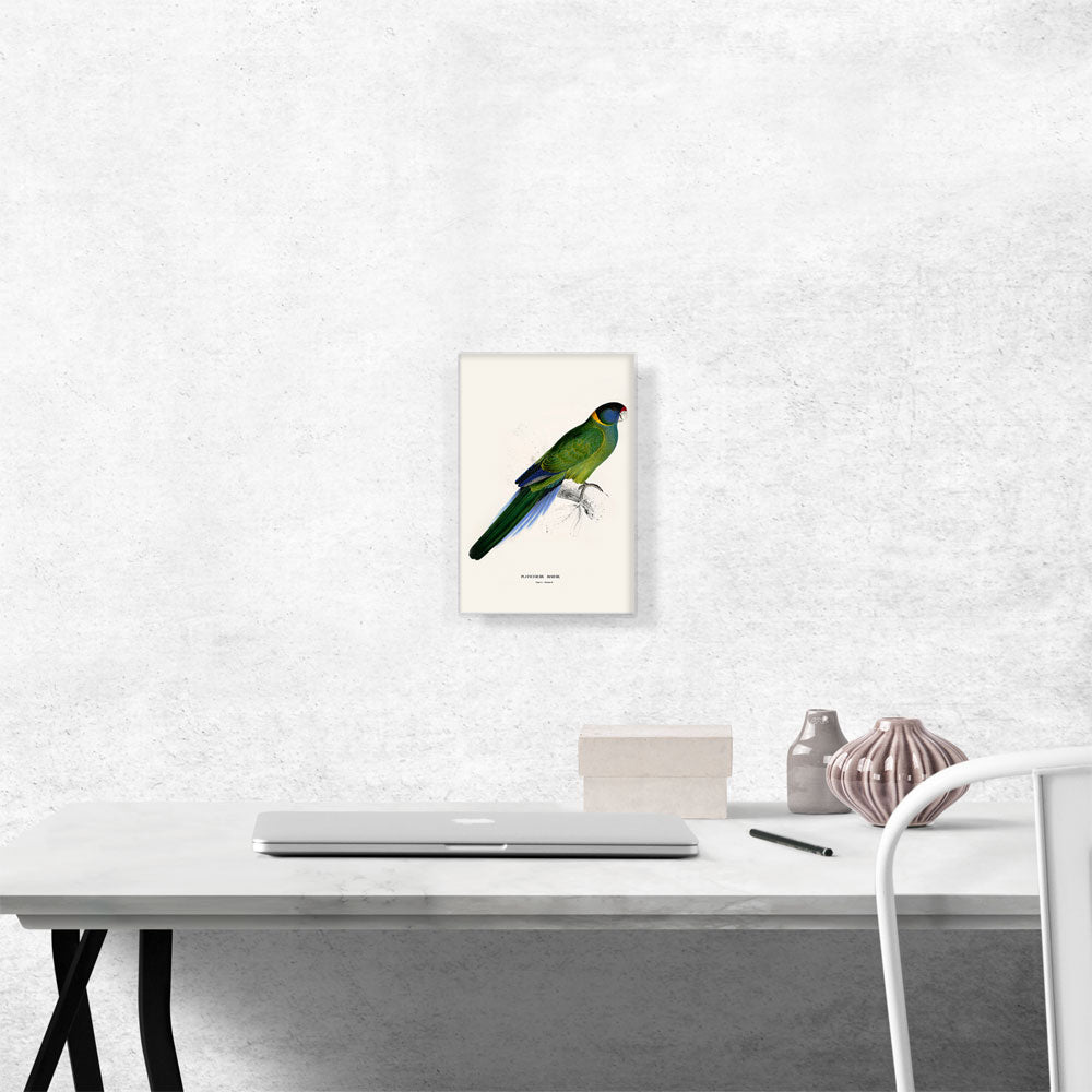 Bauer's Parakeet 1832