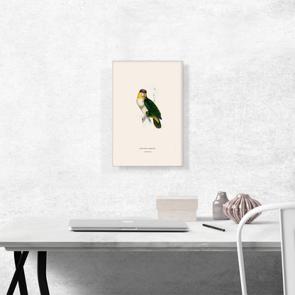 Bay-Headed Parrot