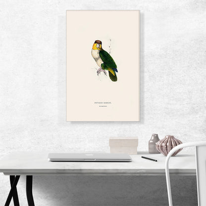Bay-Headed Parrot