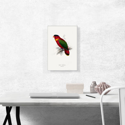 Black-Capped Lory