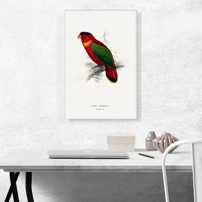 Black-Capped Lory
