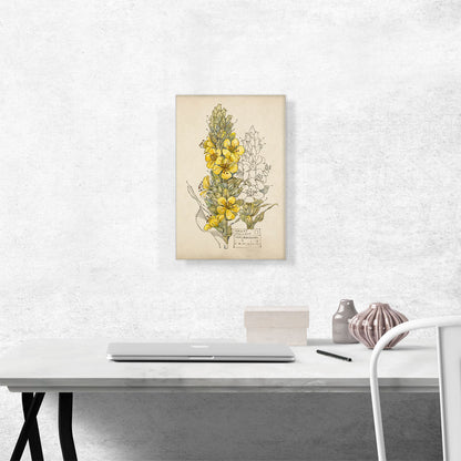 Great Mullein Walberswick