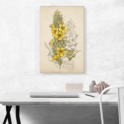 Great Mullein Walberswick