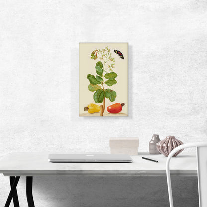 Branch Of Cashews