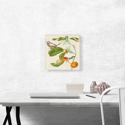 Branch Of Duroia Eriopila Zebra Swallowtail Butterfly 1702