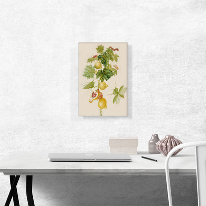 Branch Of Nipple Fruit Leaf Mantis Bean Leaf Skeletonizer 1702