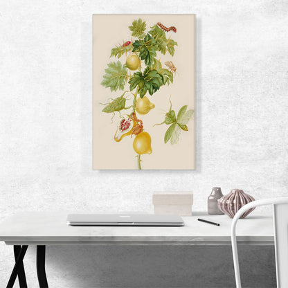 Branch Of Nipple Fruit Leaf Mantis Bean Leaf Skeletonizer 1702