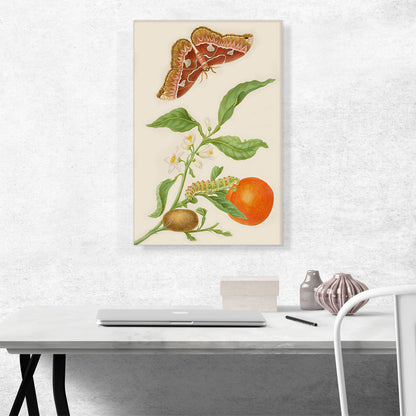 Branch Of Seville Orange With Rothschildia Moth 1702