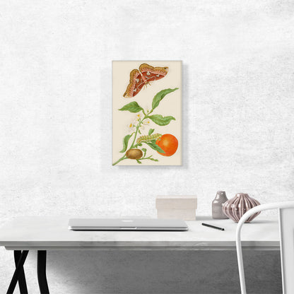Branch Of Seville Orange With Rothschildia Moth 1702