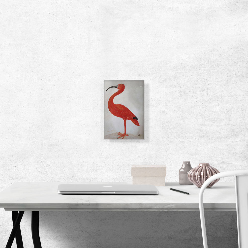 Scarlet Ibis With An Egg 1699