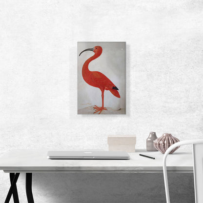 Scarlet Ibis With An Egg 1699