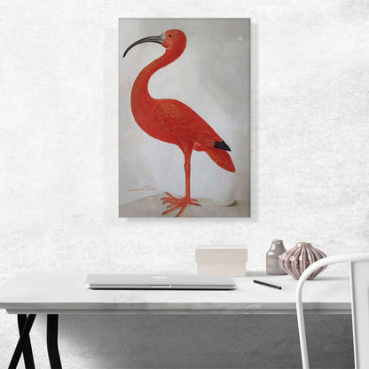 Scarlet Ibis With An Egg 1699