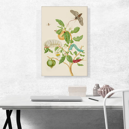 Branch Of Sour Guava With Carolina Sphinx Moth 1702