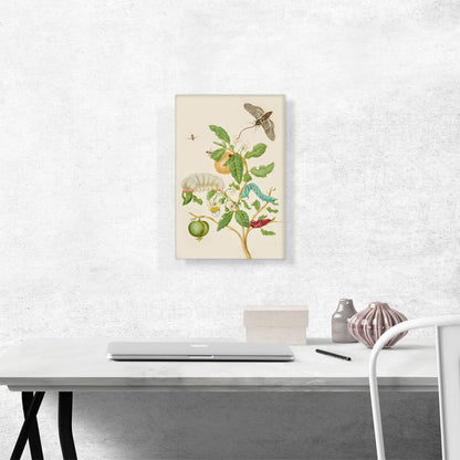 Branch Of Sour Guava With Carolina Sphinx Moth 1702