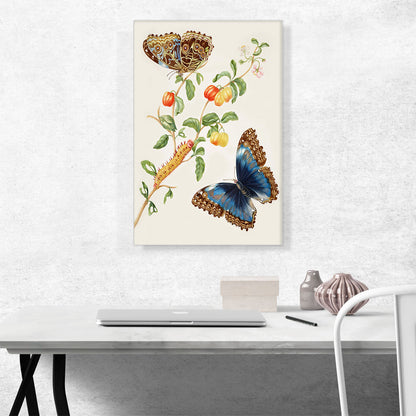 Branch Of West Indian Cherry With Achilles Morpho Butterfly 1703