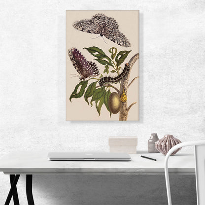 Butterflies Plant And Caterpillar