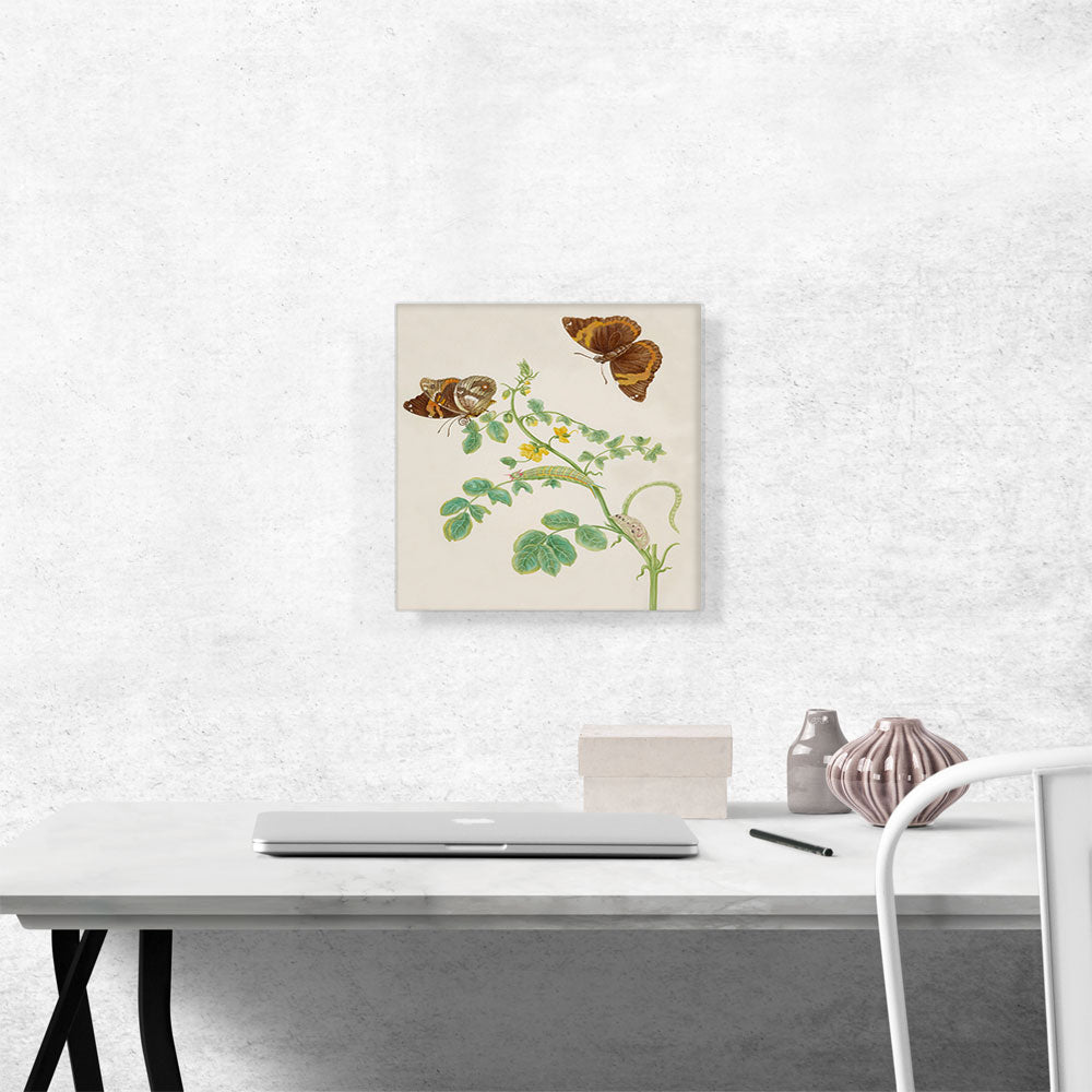 Coffee Senna With Split-Banded Owlet Butterfly 1702
