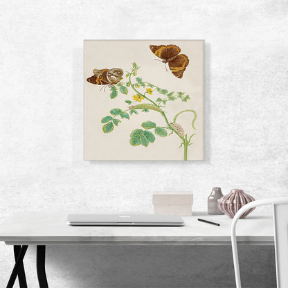 Coffee Senna With Split-Banded Owlet Butterfly 1702