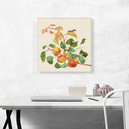 Apricot Branch With Dark Dagger Moth Caterpillar 1705