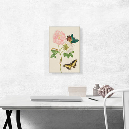 Confederate Rose With Androgeus Swallowtail Butterfly 1702