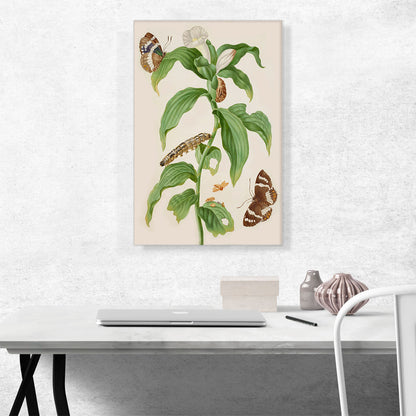 Costus Plant Banana Stem Moth Butterfly Caterpillar