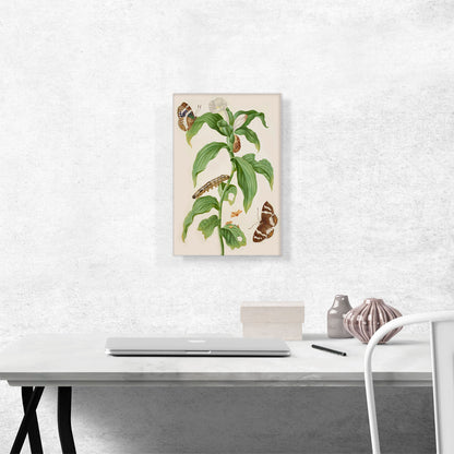 Costus Plant Banana Stem Moth Butterfly Caterpillar