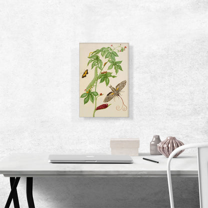 Cotton-Leaf Physicnut With Giant Sphinx Moth 1702
